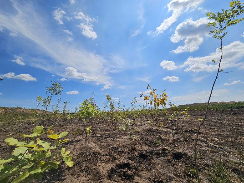 BMW Biodiverse 6 BMW Debrecen