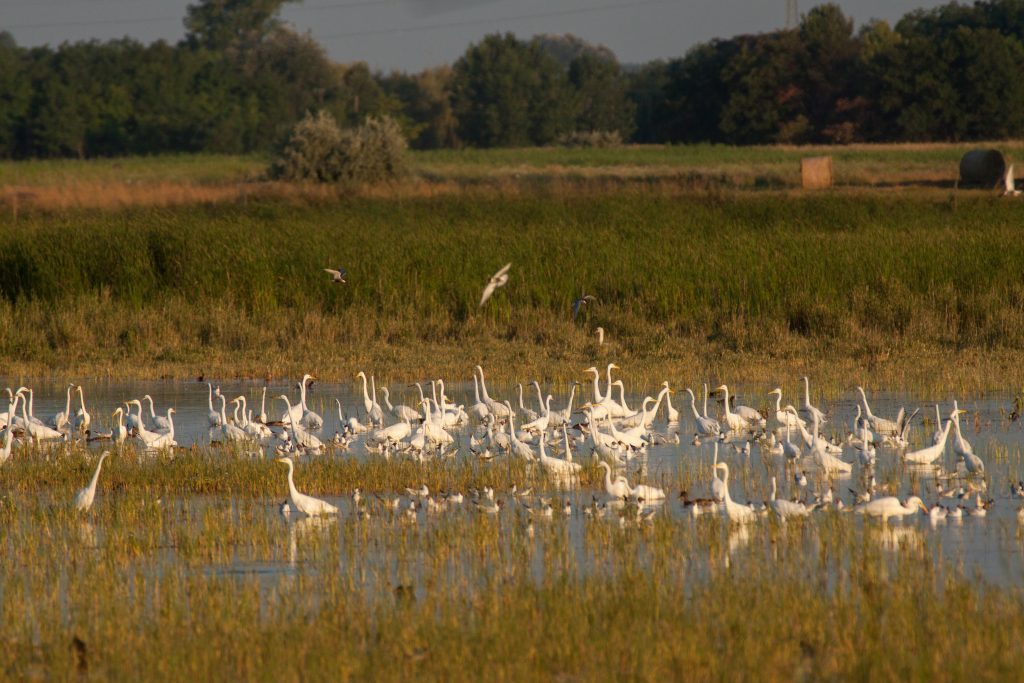 Boronka wetland 2 Boronka-melléki Tájvédelmi körzet
