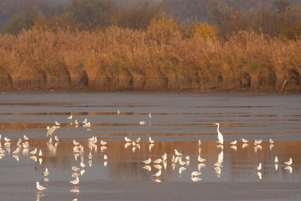Vizes élőhelyek tervezése és élőhely-rehabilitáció