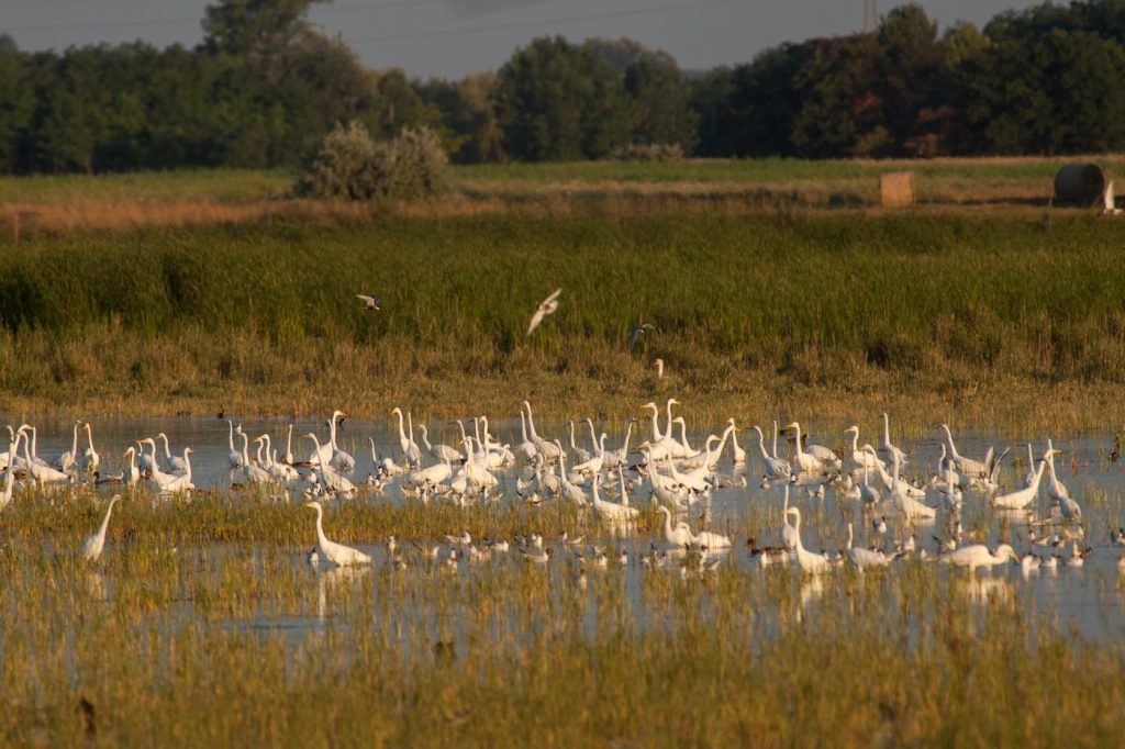 Vizes élőhelyek tervezése és élőhely-rehabilitáció
